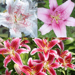 Classic Fragrant Lily Collection