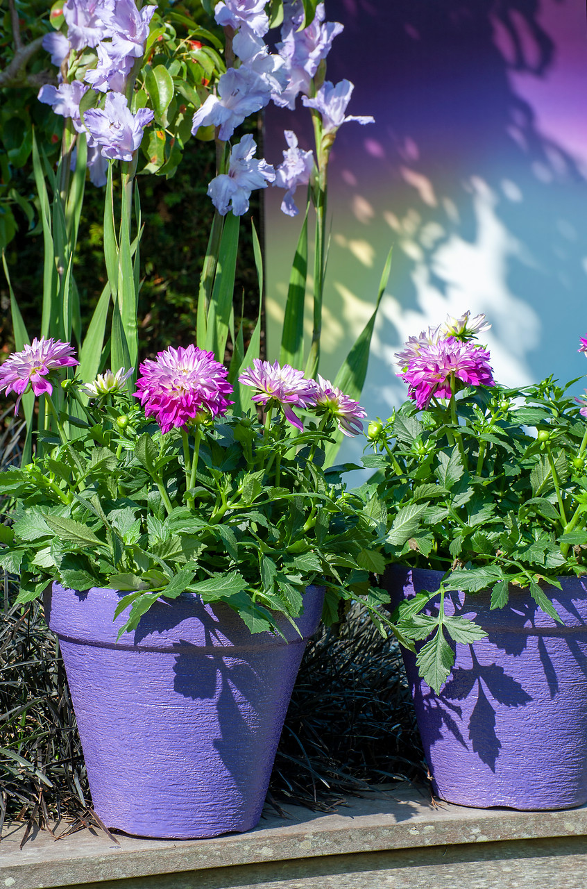 Planting Flower Bulbs in Containers 10 Best Summer Bulbs for Pots