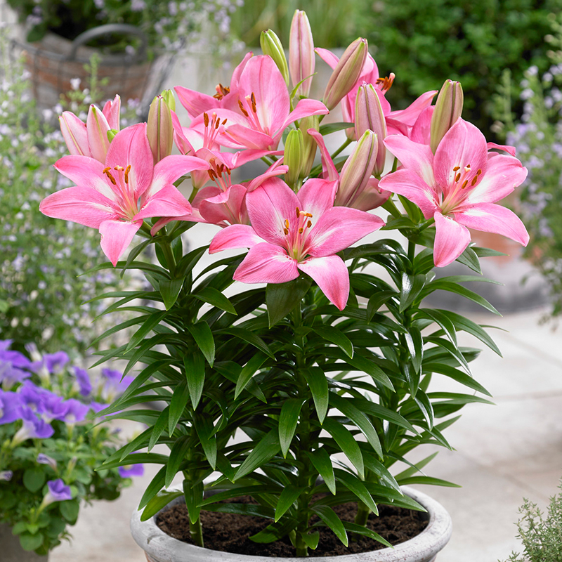 Planting Lilies in Pots Bulb Blog Gardening Tips and Tricks Learn