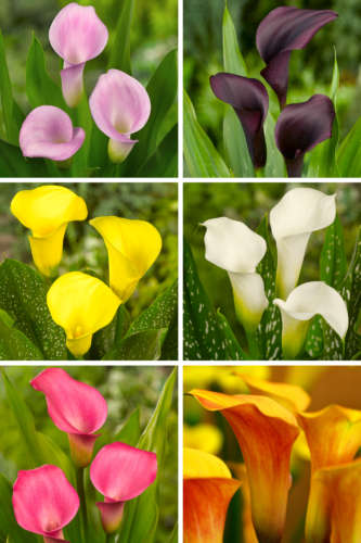 Colors calla lilies are available in. 