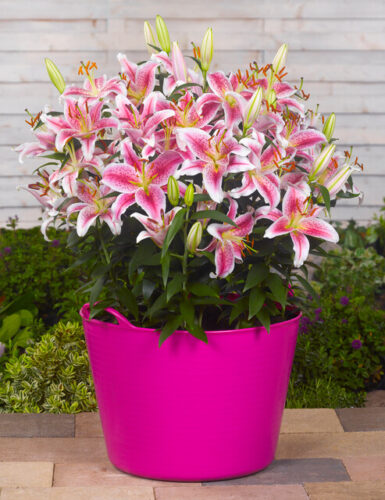 Planting Lilies in Pots - Bulb Blog | Gardening Tips and Tricks | Learn ...
