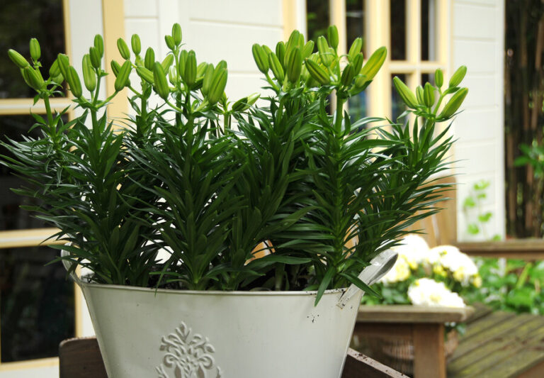 Planting Lilies in Pots Bulb Blog Gardening Tips and Tricks Learn