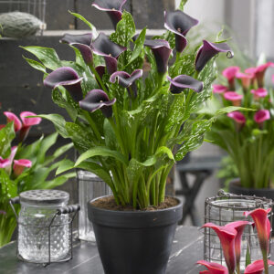 Dubai Nights Calla Lily growing in a pot. Deep Purple Calla Lily in a container. 