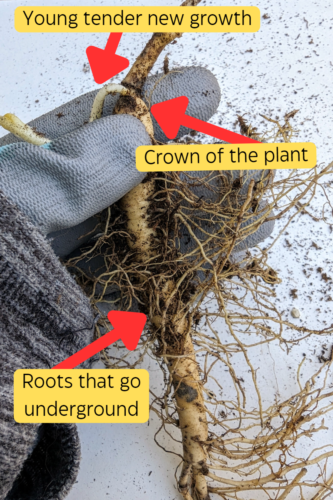 How to Plant Bare Root Butterfly Weed