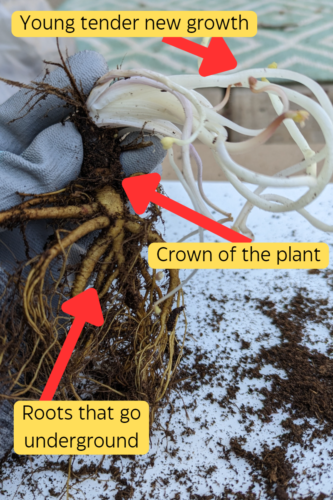 How to Plant Bare Root Columbine