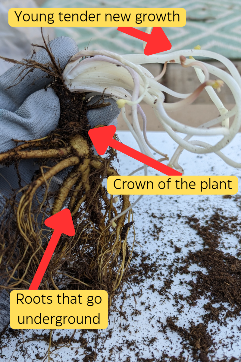 Planting Perennial Roots How to Guide with Pictures and Instructions