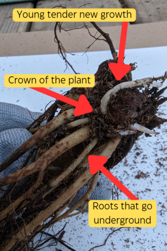 How to Plant Bare Root Echinacea