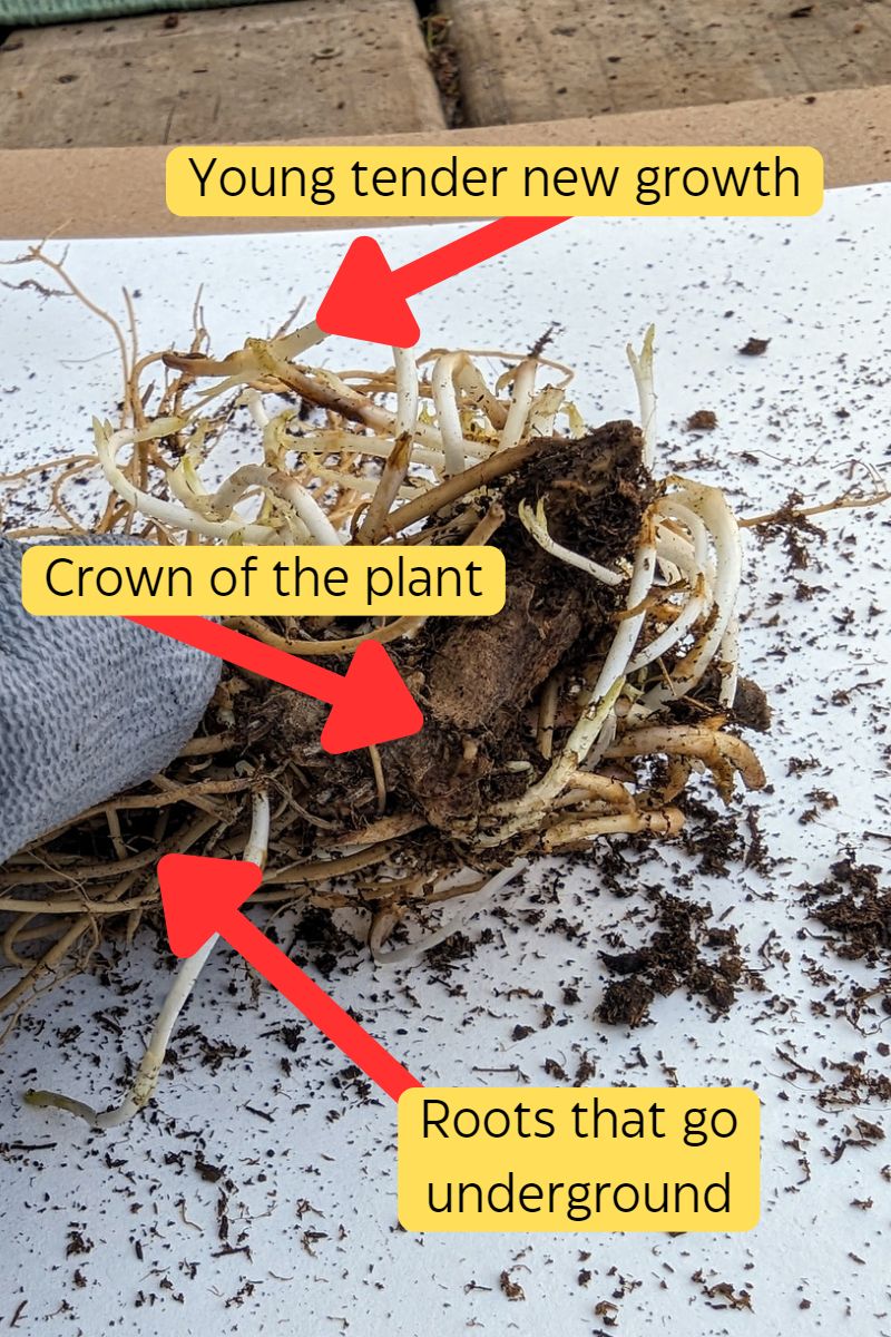 Planting Perennial Roots How to Guide with Pictures and Instructions
