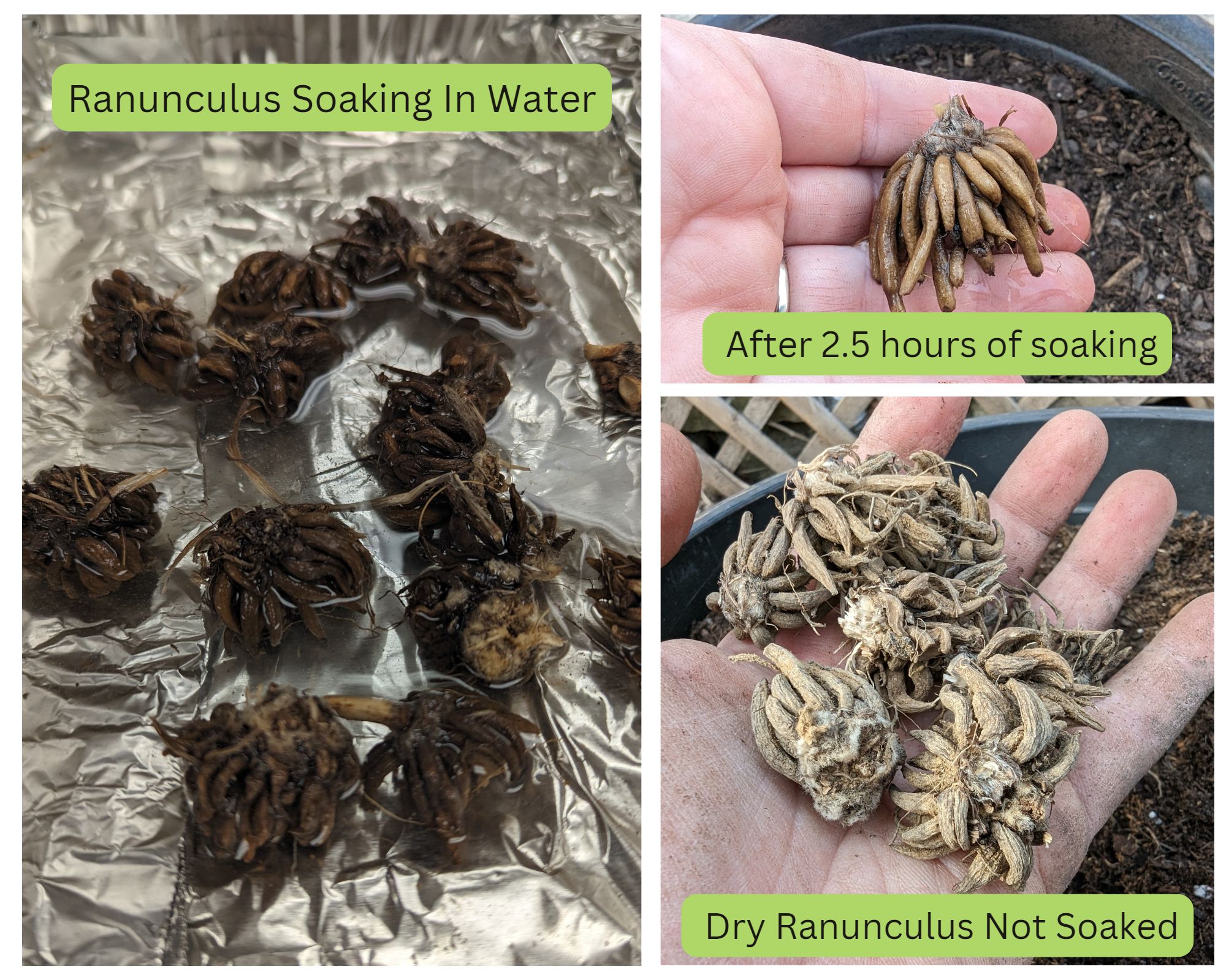 How to Plant Ranunculus How to Plant Anemone Spring Planting Guide