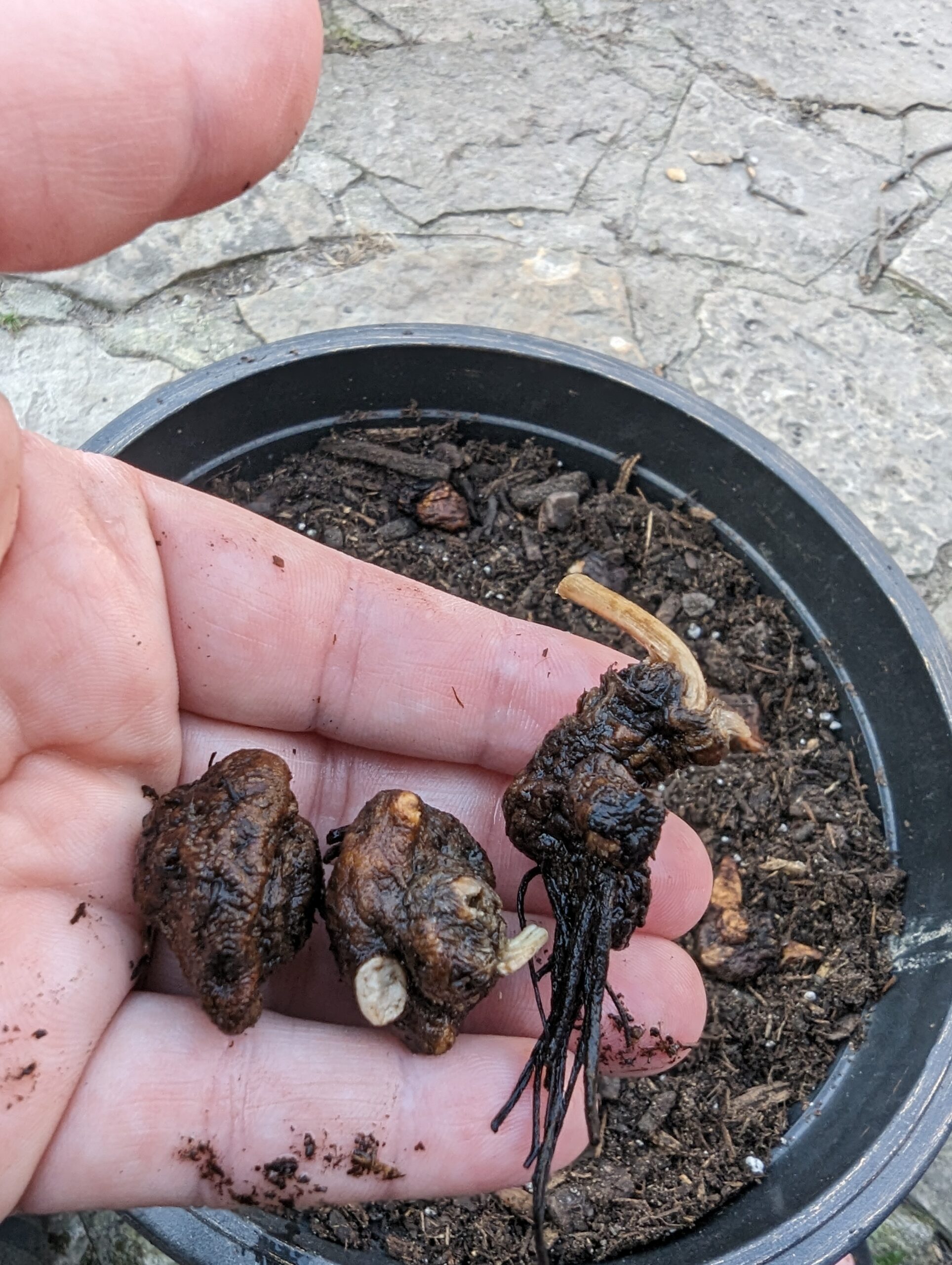 How to Plant Ranunculus How to Plant Anemone Spring Planting Guide