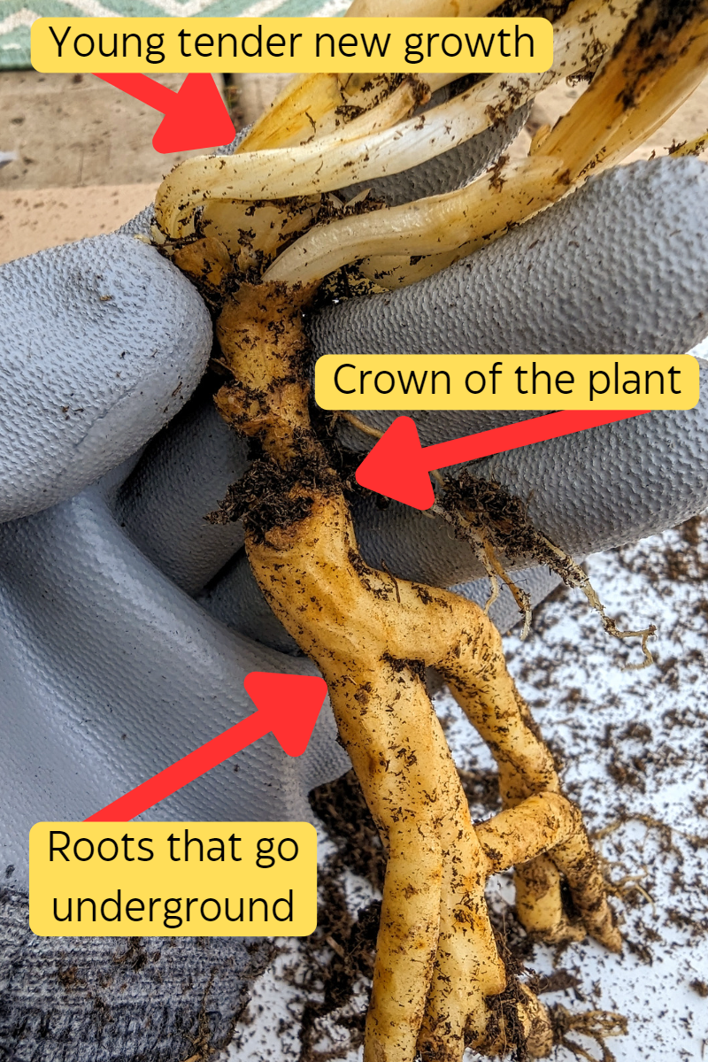 Planting Perennial Roots How to Guide with Pictures and Instructions