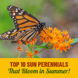 Top 10 Sun Perennials That Bloom in Summer