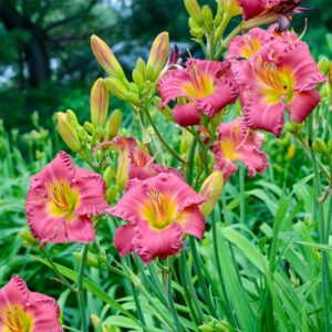 Earlybird Cardinal Reblooming Daylily