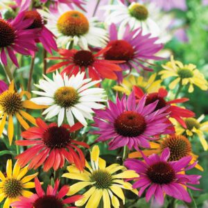 Mixed Coneflowers