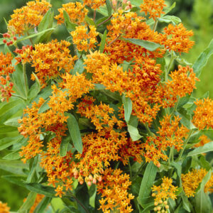 Asclepias tuberosa