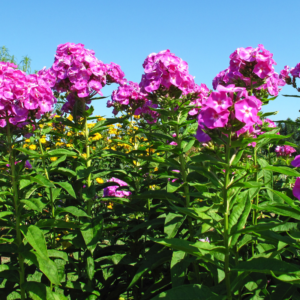 Tall Garden Phlox