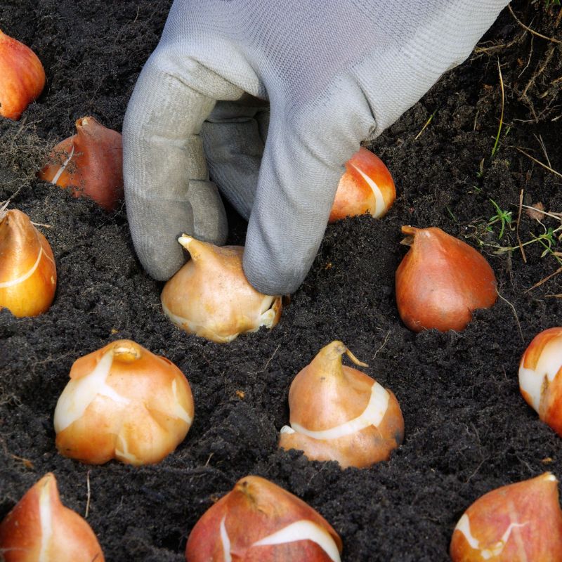 learning-about-flower-bulb-sizes-flower-bulb-size-info-guide