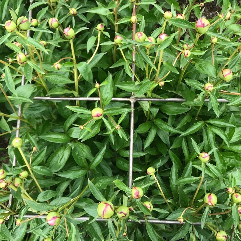 Staking Tall Flowers and Perennials Staking Gladiolus Bulb Blog