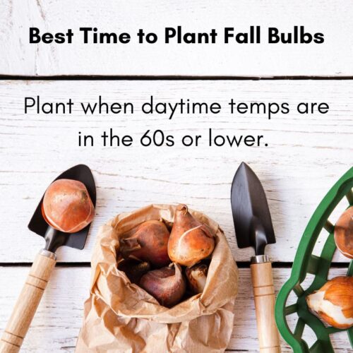 Best Time to Plant Fall Bulbs