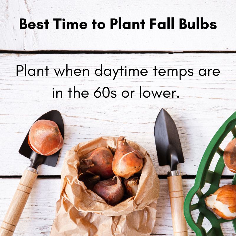 When is it TOO early to plant bulbs in fall? When to plant fall bulbs