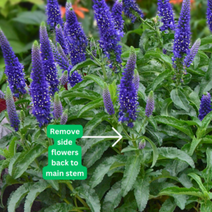 Pruning perennial veronica