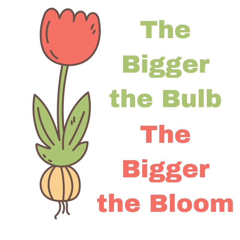 Learning About Flower Bulb Sizes Flower Bulb Size Info Guide
