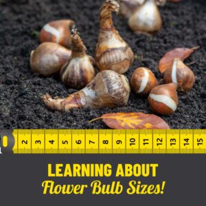 Learning About Flower Bulb Sizes