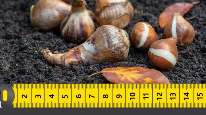 Learning About Flower Bulb Sizes
