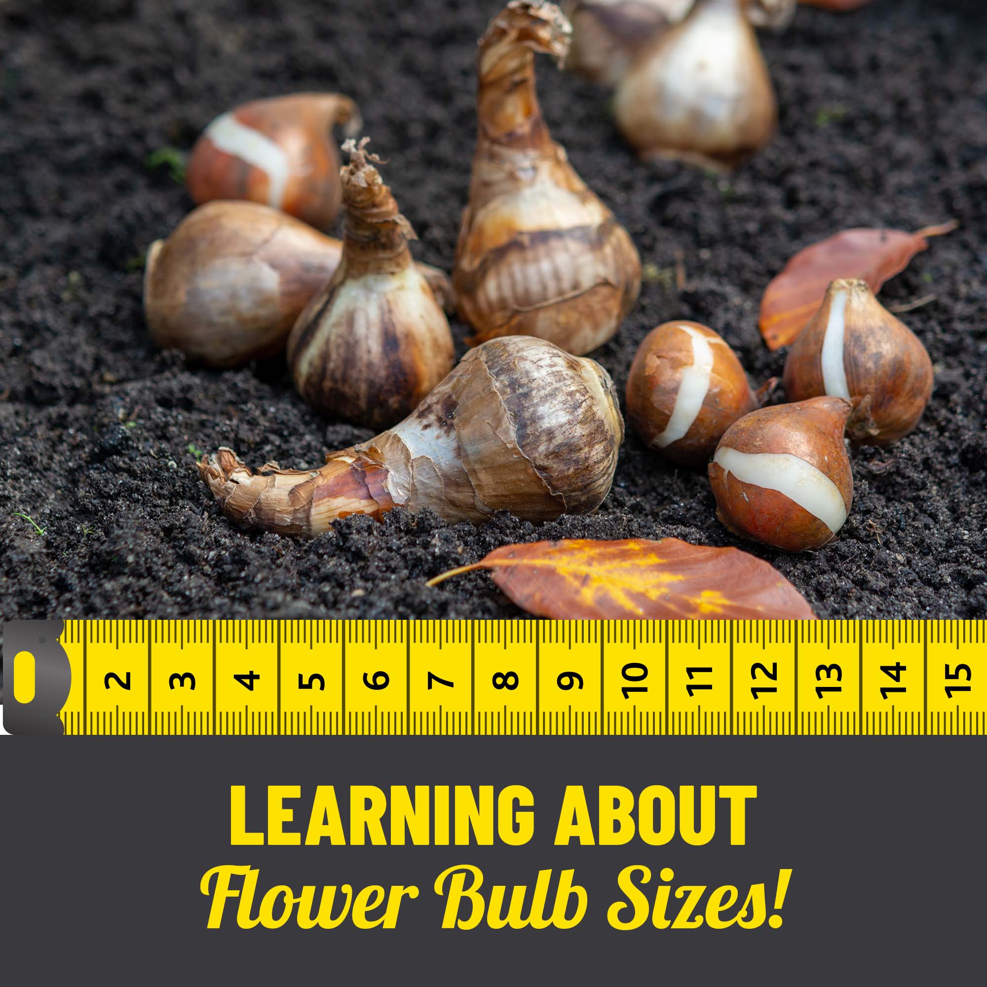 learning-about-flower-bulb-sizes-flower-bulb-size-info-guide