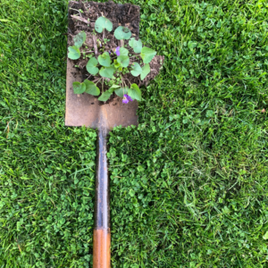 Dividing perennials