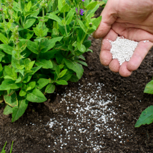 slow release fertilizer applied to soil