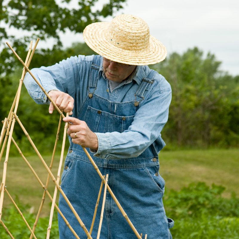 Staking Tall Flowers and Perennials Staking Gladiolus Bulb Blog