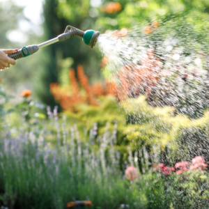 Keep perennials watered in the heat of summer. 