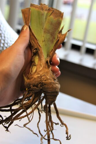 Bearded Iris rhizome