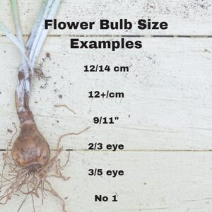 Learning About Flower Bulb Sizes