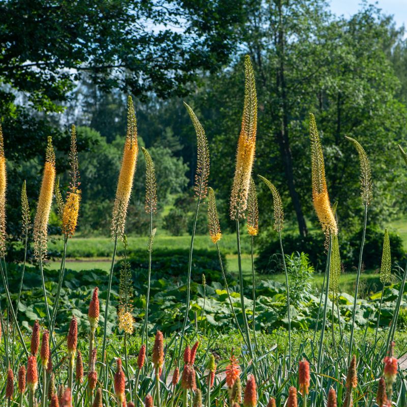 Cleopatra Foxtail Lilies