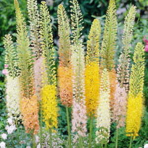 Shelford's Hybrid Foxtail Lilies