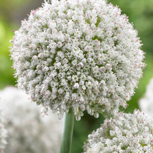 Ping Pong Allium