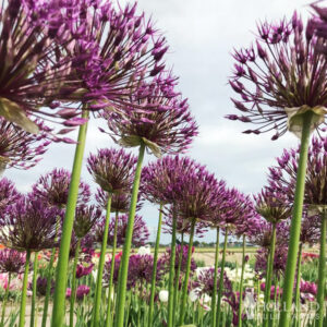 Purple Sensation Allium