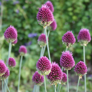 Drumstick Allium