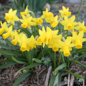 Tete a Tete Daffodil 