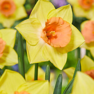 Tom Pounce Daffodil