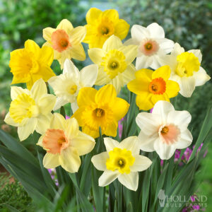 Mixed Naturalizing Daffodils