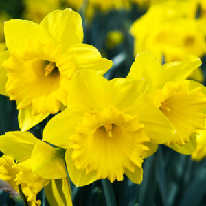 Dutch Master Daffodil