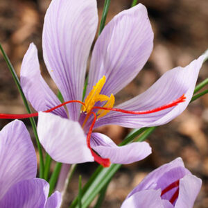 Saffron Crocus