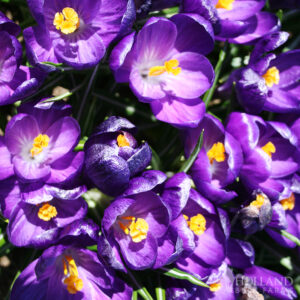 Ruby Giant Crocus