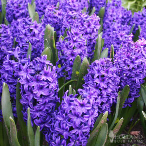 Blue Jacket Hyacinth 