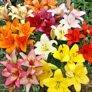 Mixed Asiatic Lily Flowers