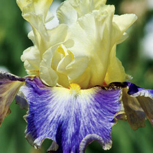 Sunny Glitter Bearded Iris