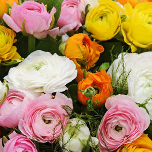 Pastel Peonies Ranunculus Blend